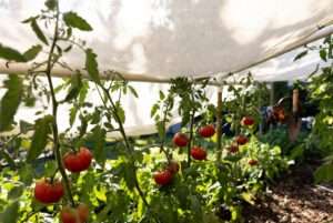shade cloth for tomato plants