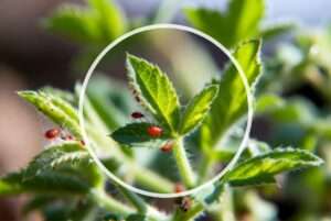 small red bugs on plants