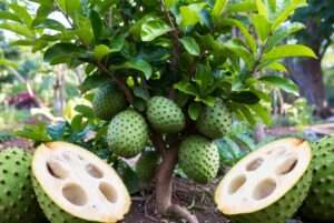 soursop planting
