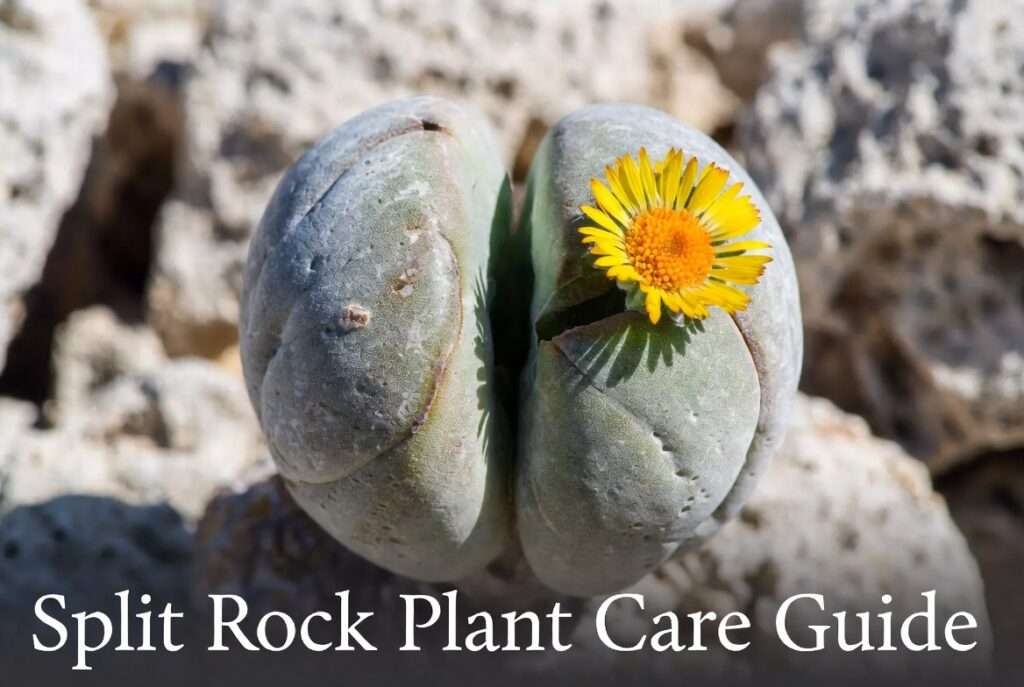 split rock plant
