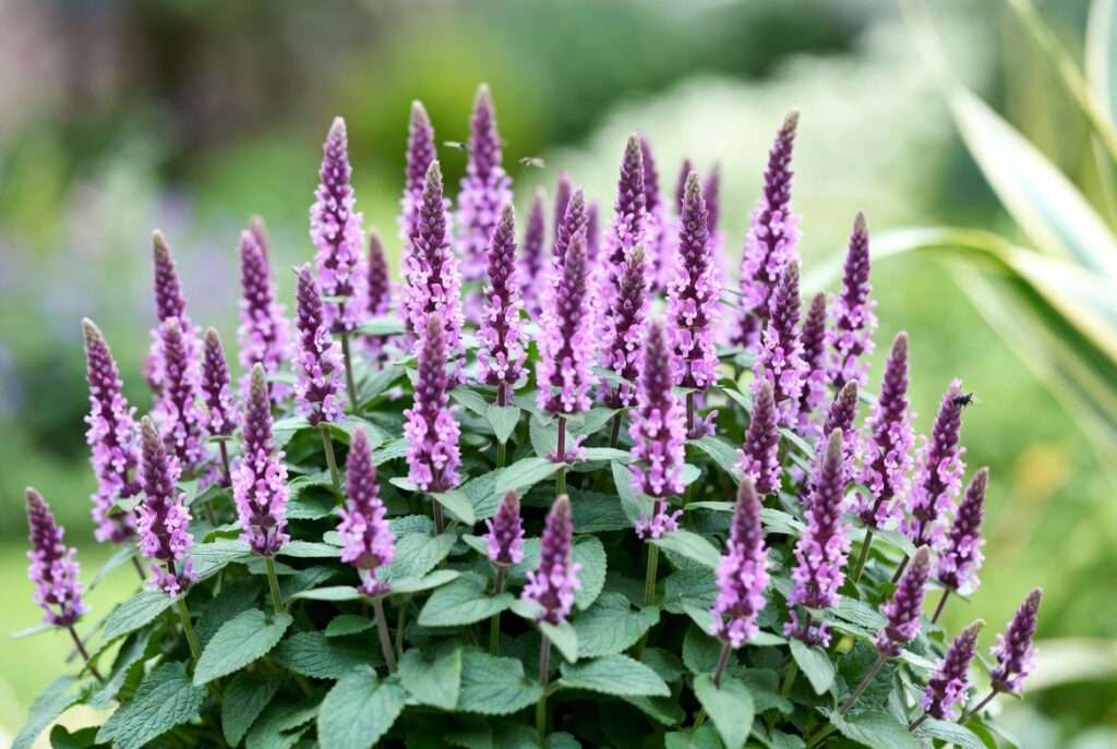 stachys hummelo plant