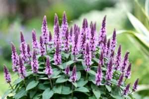 stachys hummelo plant