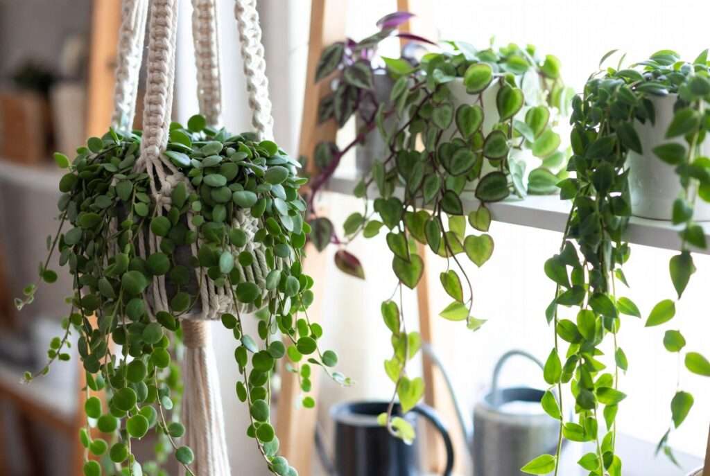 string plants