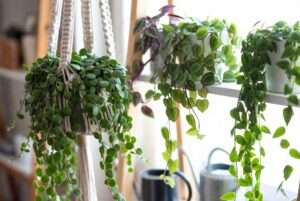 string plants