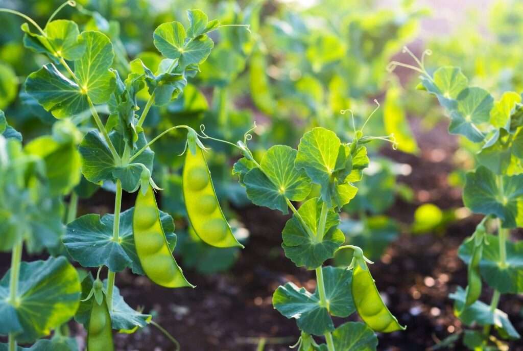 sugar daddy pea plants