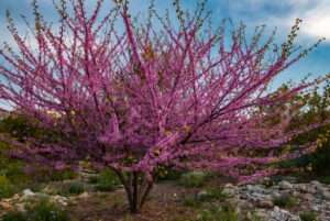 texas redbud tree