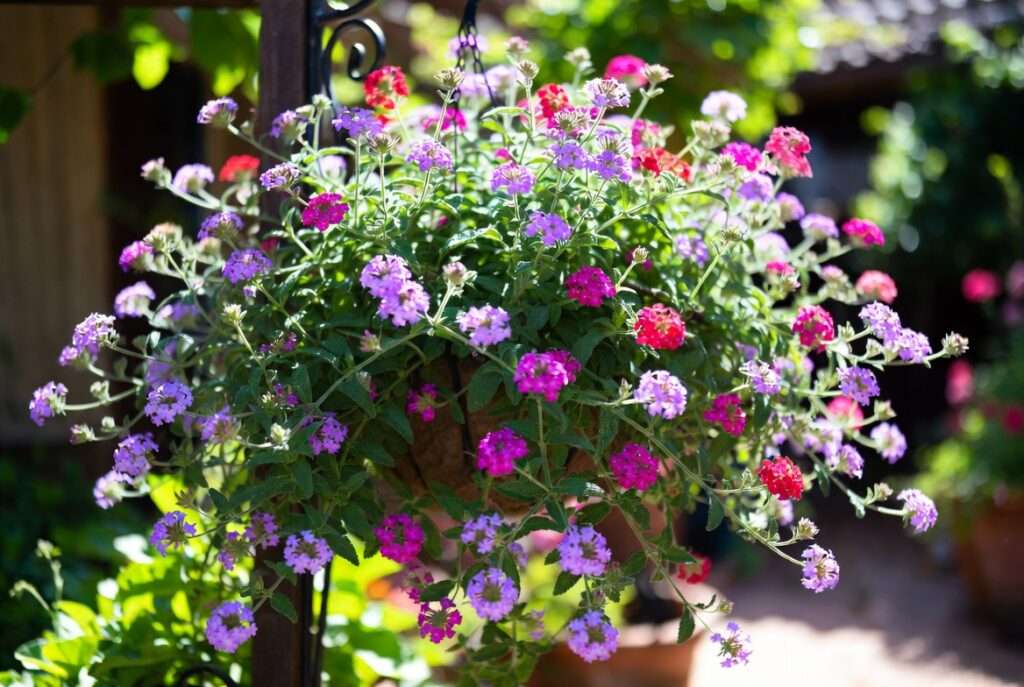 trailing verbena plants