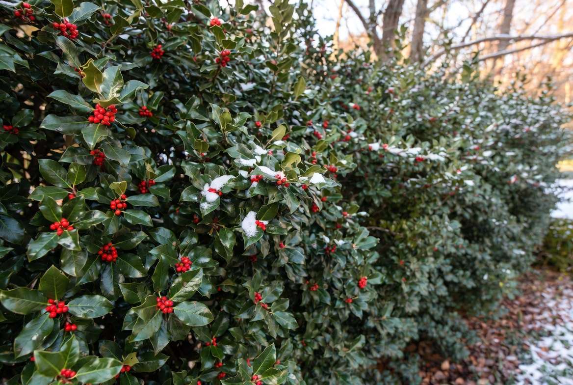 American Holly evergreen hedge with red berries for year-round privacy