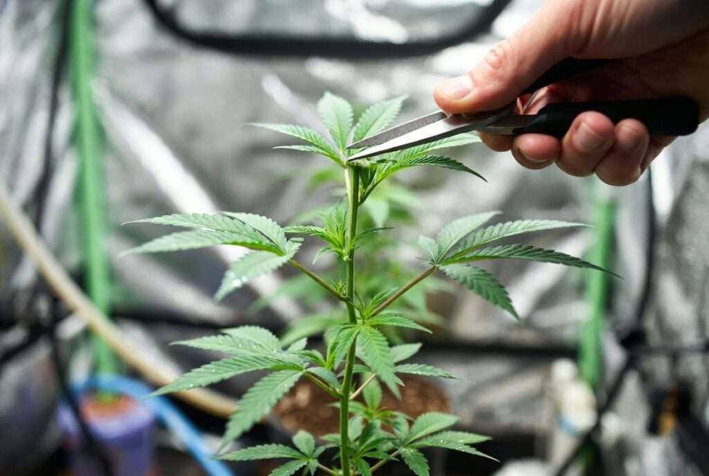when to top a cannabis plant