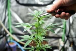 when to top a cannabis plant