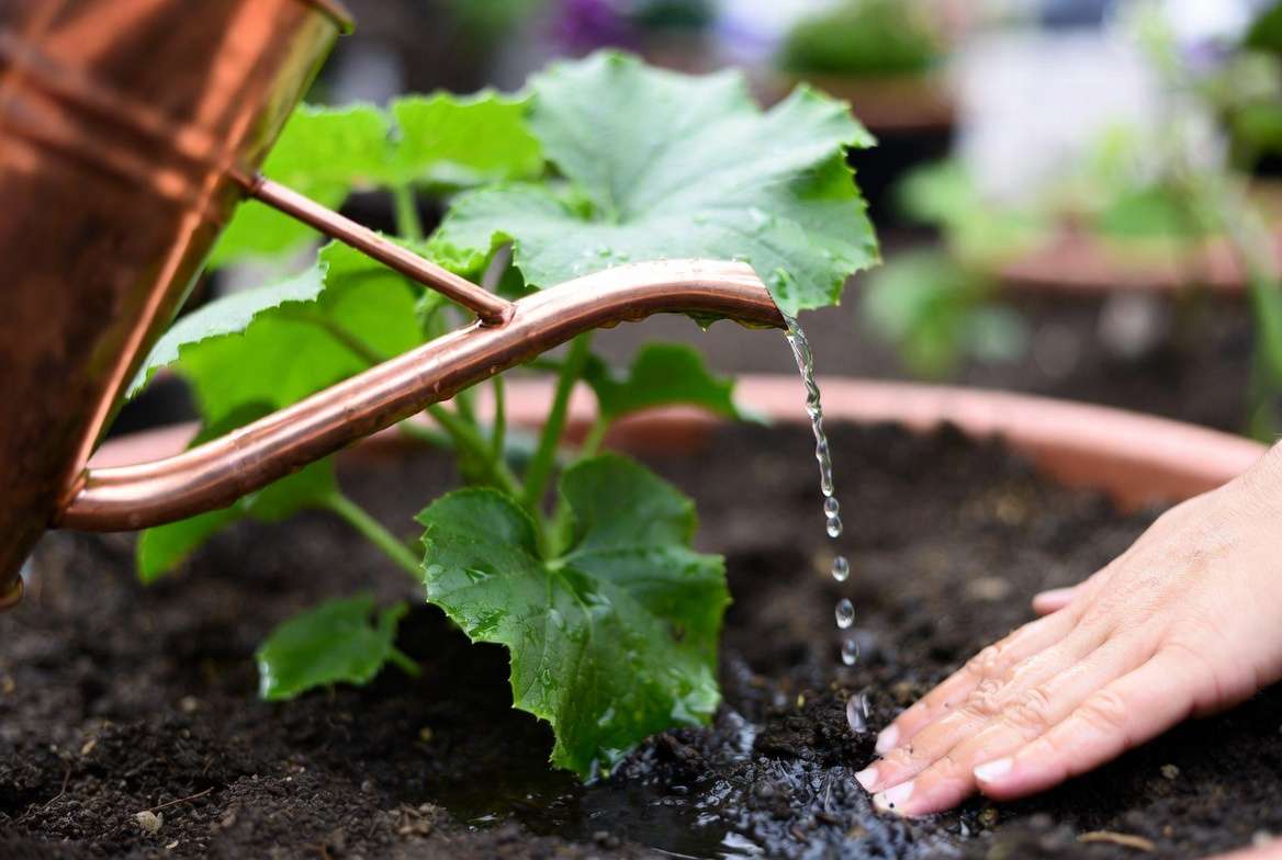 Close-up photo showing a copper watering can gently watering a container cucumber plant while a hand checks the soil moisture.