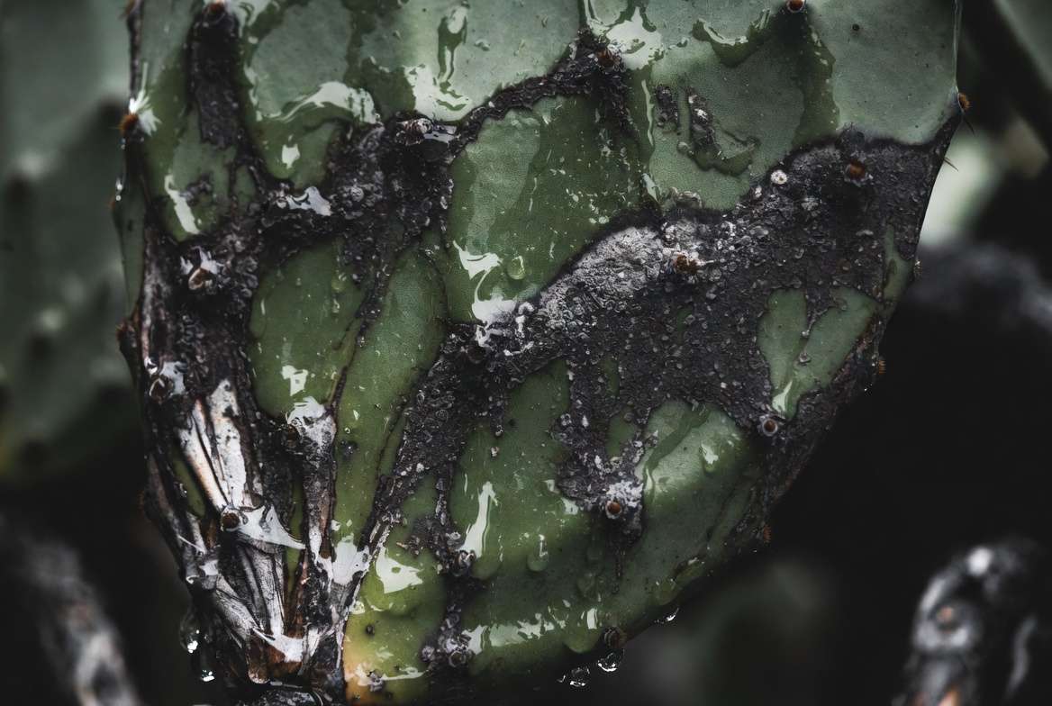 Close-up of a cactus pad showing black sooty mold fungus growing on sticky honeydew residue caused by scale insects.