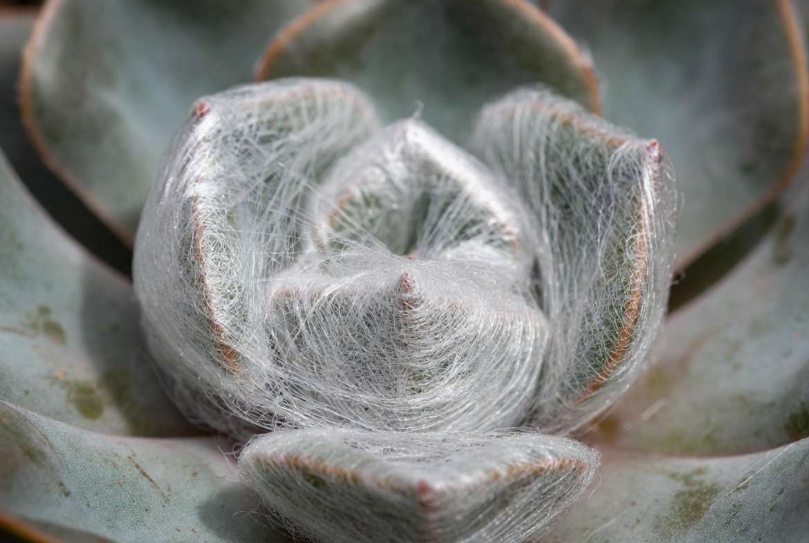 A close-up view of a succulent rosette severely infested with fine spider mite webbing clustered in the center.