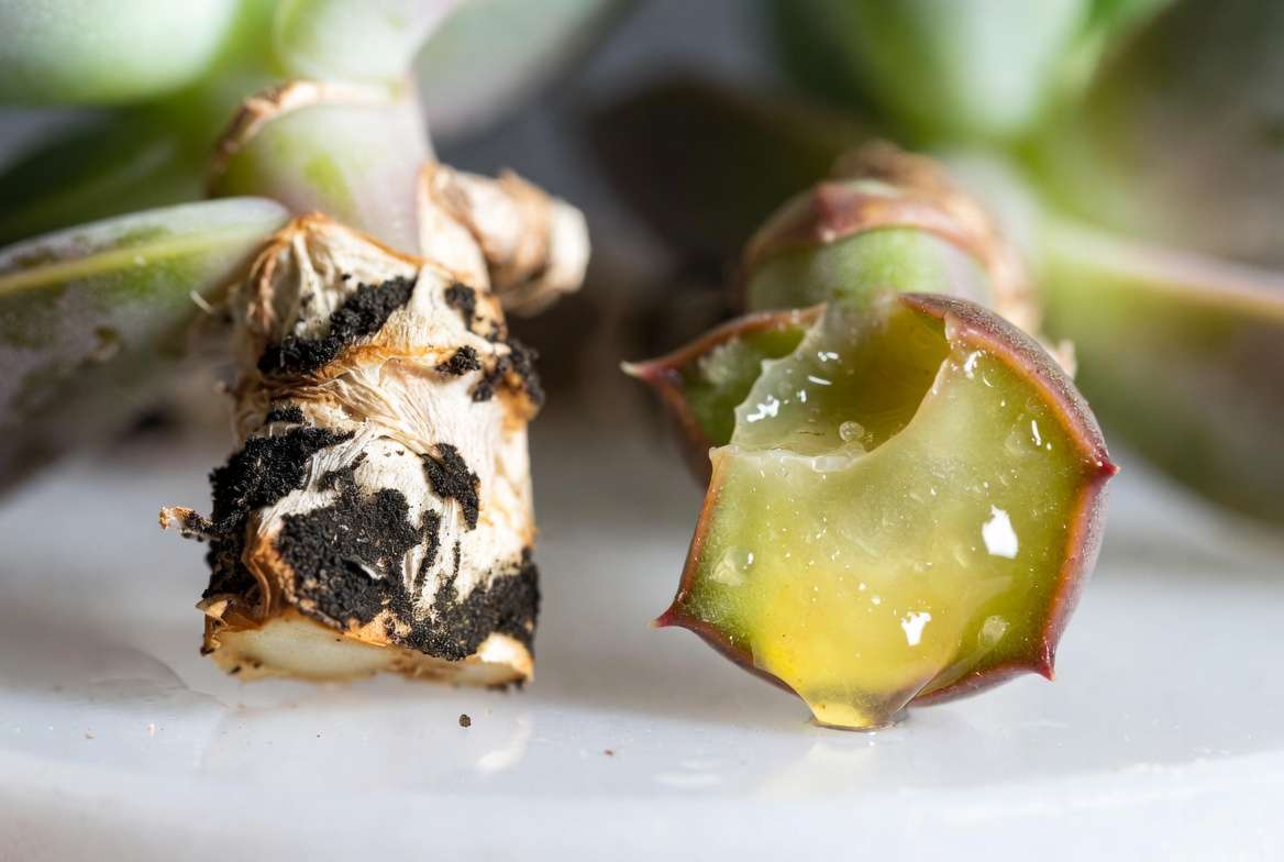 A macro comparison showing dry fungal rot versus slimy, wet succulent bacterial infection.