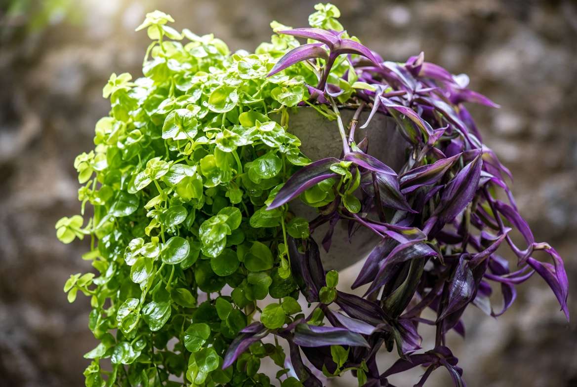 Lush cascading display of trailing Creeping Jenny and Wandering Jew plants in a vertical patio wall planter