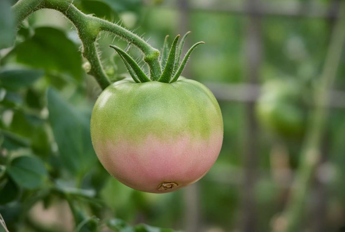 A close-up of a green tomato fruit showing its first pink blush at the blossom end, indicating the breaker stage