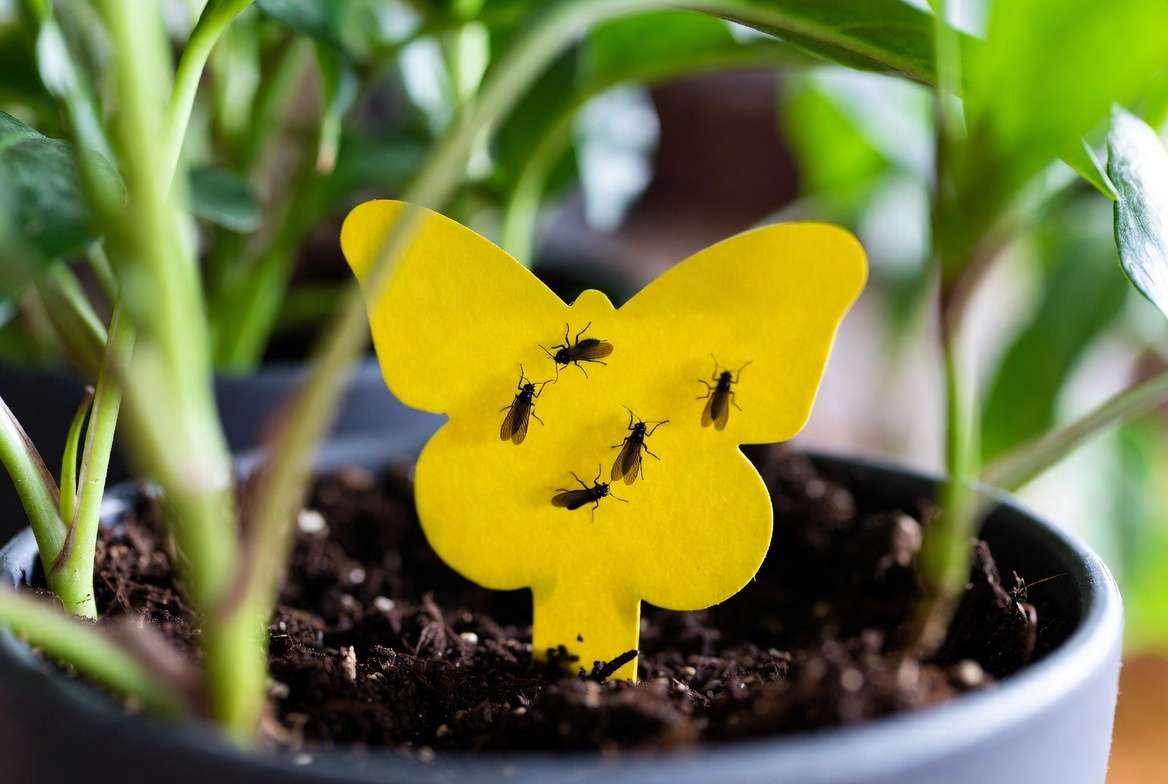 Yellow sticky trap in a houseplant pot with several trapped adult fungus gnats.