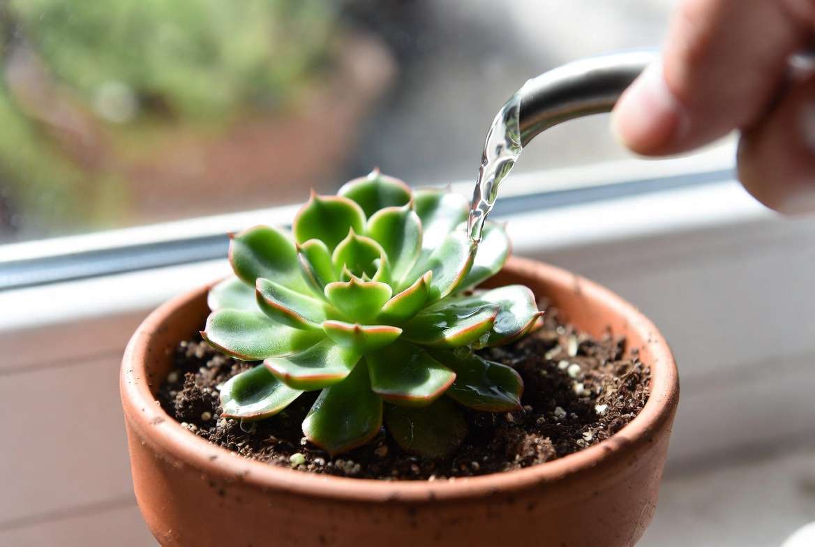 Healthy Echeveria in a porous terracotta pot with proper drainage being watered.