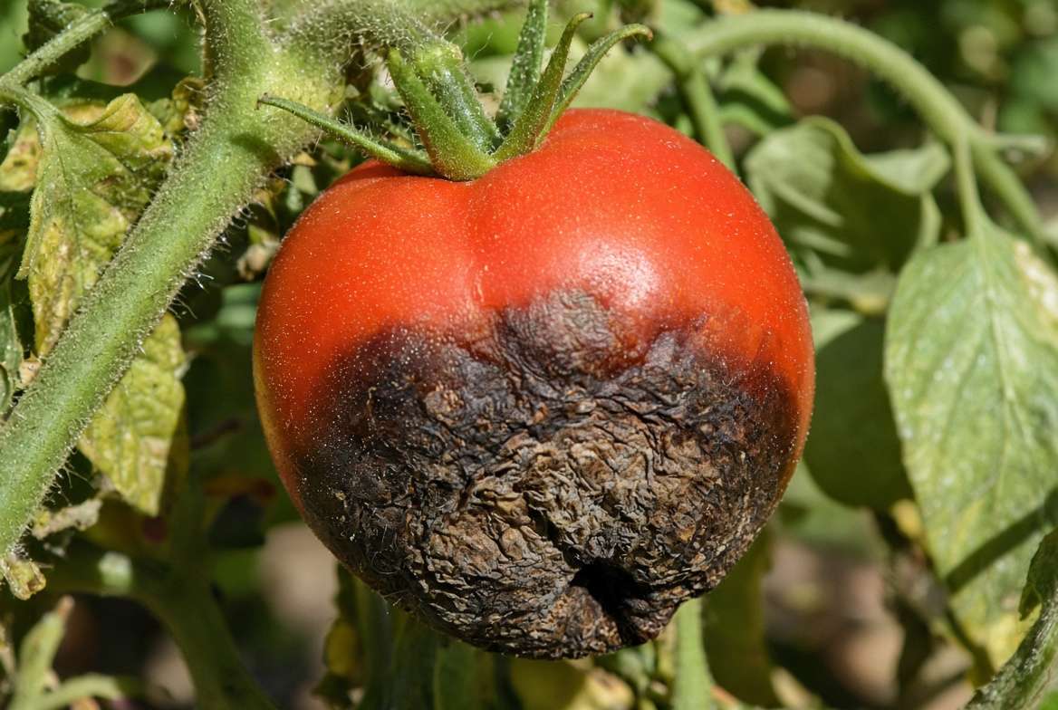 Close-up of a ripening patio tomato showing severe Blossom End Rot, a common failure from ignoring calcium in containers.