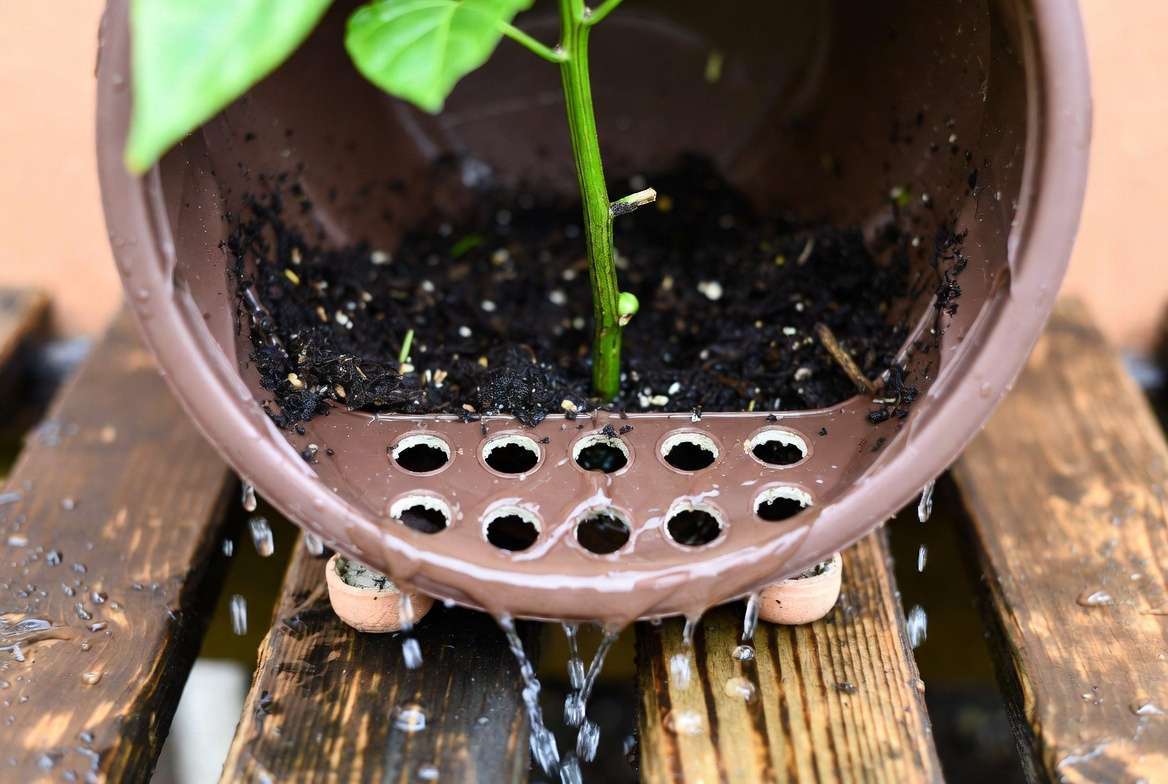 A focused shot showing water draining freely from drainage holes in the bottom of a container plant on a wooden patio