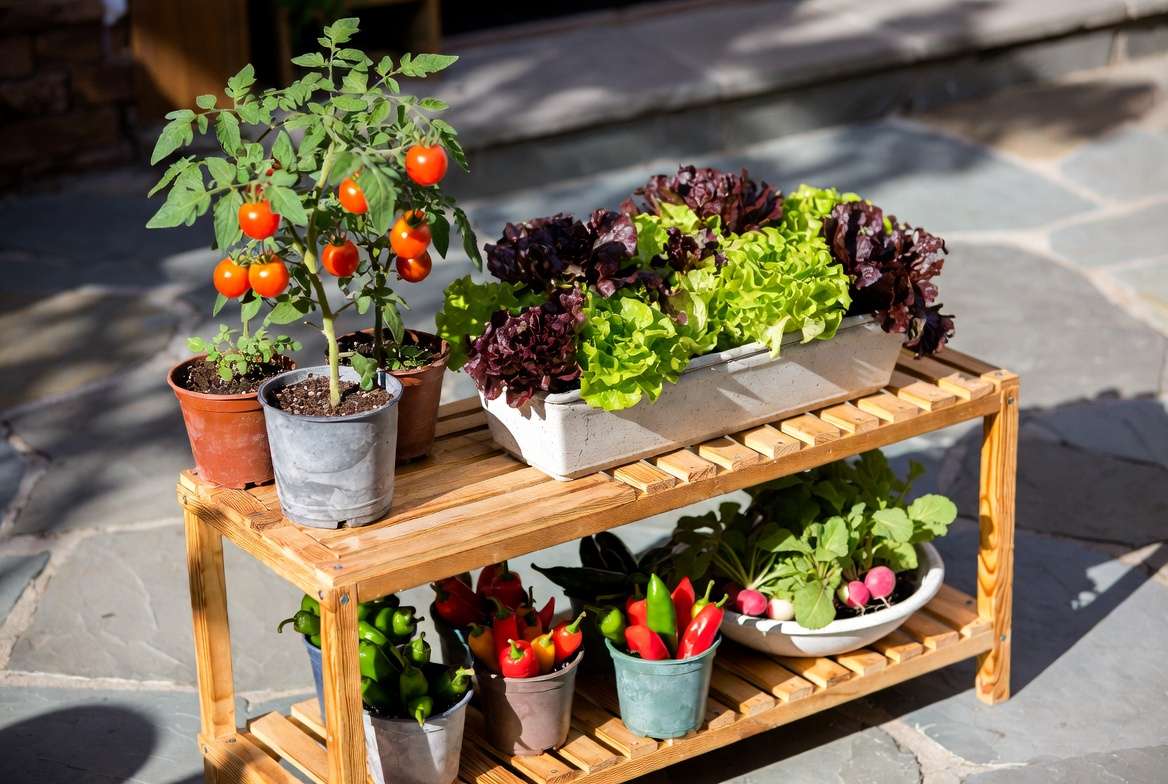 A thriving collection of diverse vegetables like tomatoes, lettuce, and peppers growing successfully in different pots on a multi-level patio shelf.
