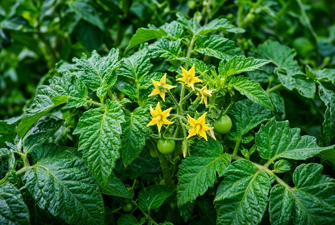 Macro view of healthy, vibrant late-season tomato plant foliage with new flowers, resulting from targeted feeding.