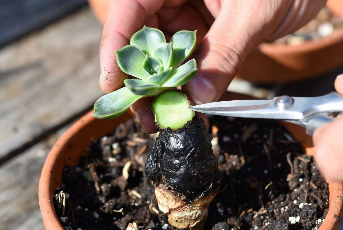 Step-by-step succulent beheading propagation to save a plant from systemic stem rot.