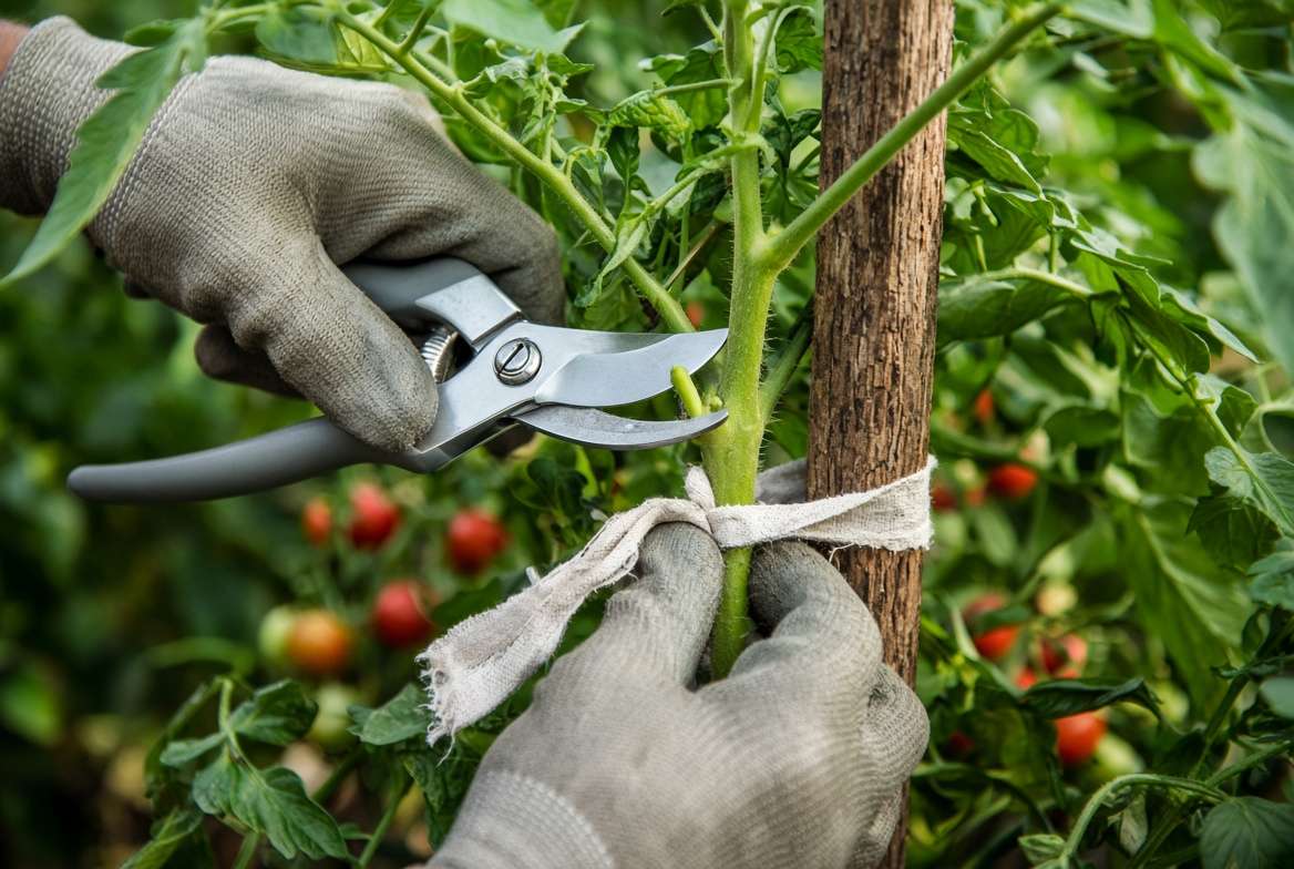 Gardener's hand pruning a tomato sucker and making a safe, soft tie to a garden stake.
