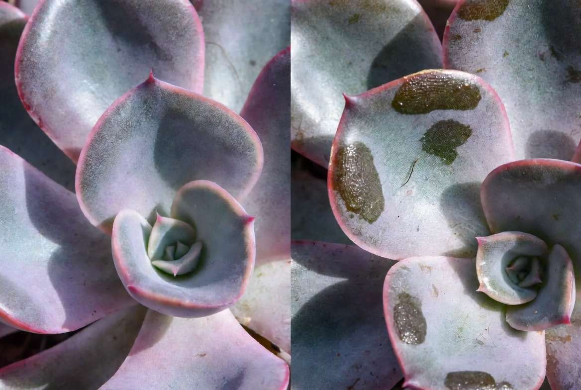 macro comparison photograph showing a healthy Echeveria leaf covered in powdery farina next to a leaf with farina damage from fingerprints