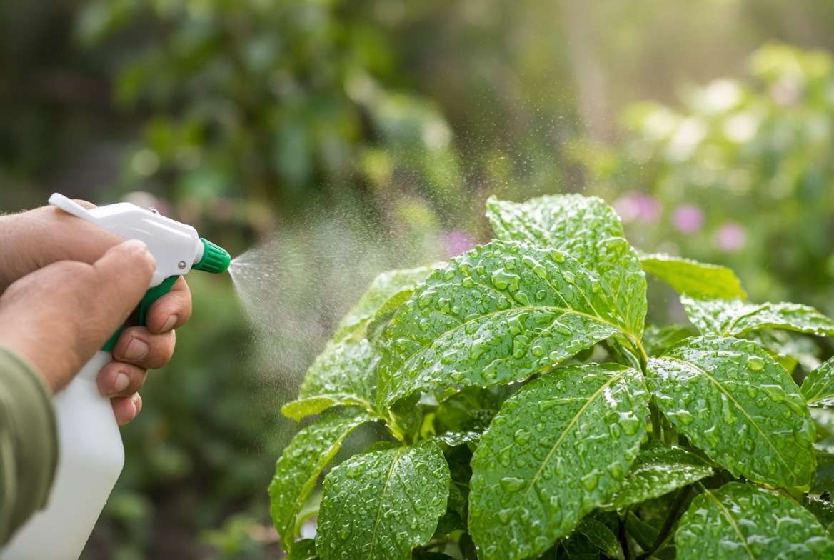 Gardener applying a foliar spray of compost tea to protect plant leaves from disease.