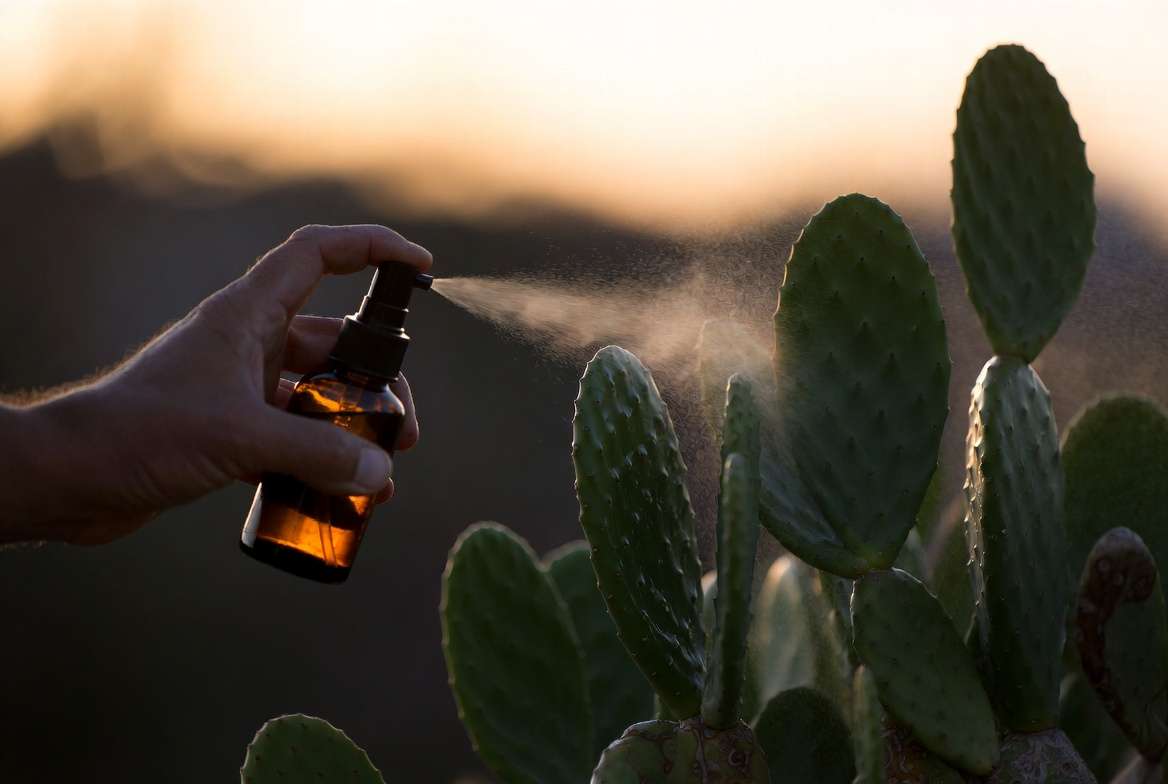 Misting a cactus with neem oil solution at twilight to safely treat scale insects without causing sunburn.