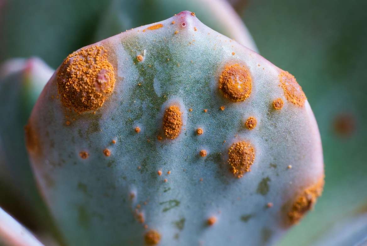 Macro photograph of textured orange-brown rust fungus pustules on the underside of a fleshy succulent leaf.