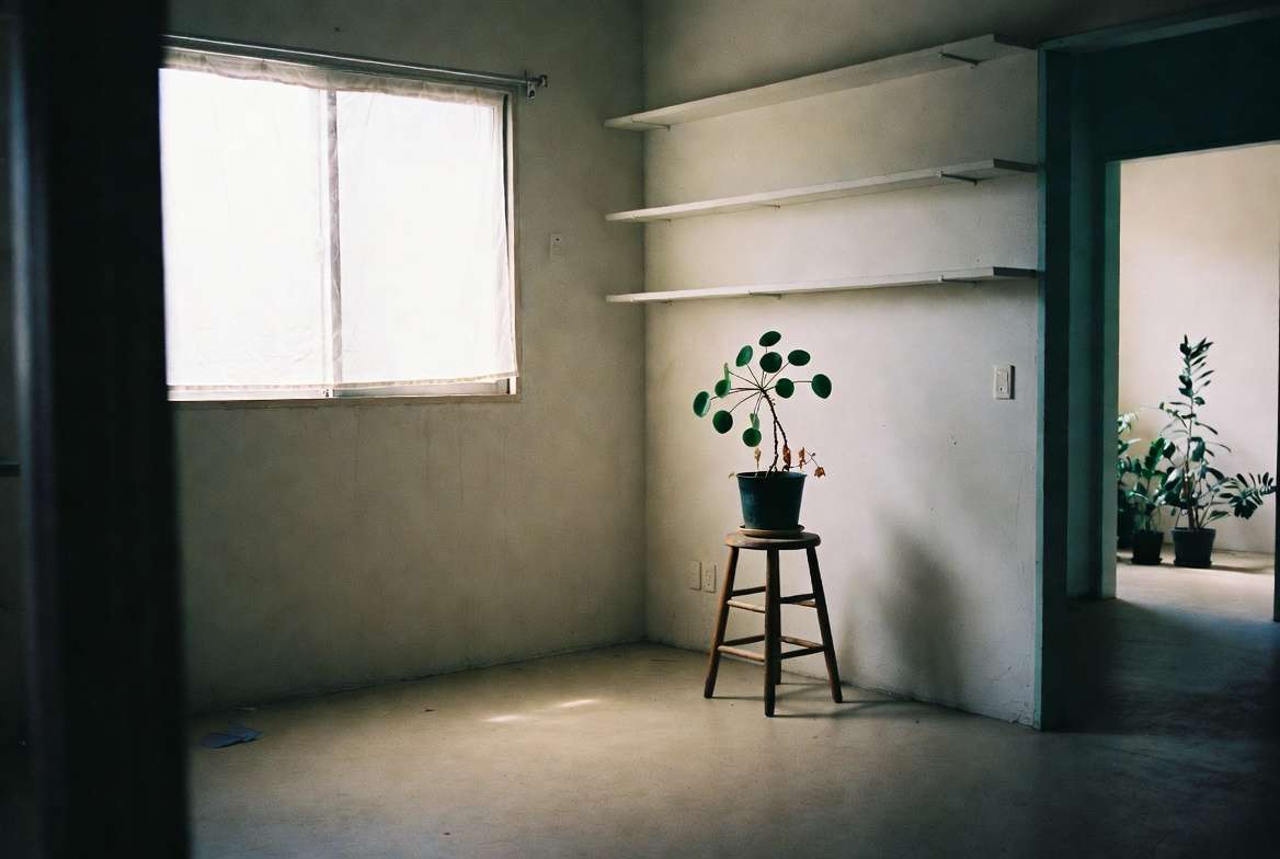 A stressed houseplant sits isolated on a stool in an empty room, separated from a healthy collection visible through a distant doorway, illustrating plant quarantine.