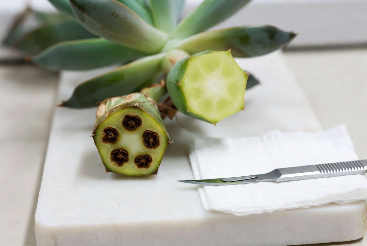 Close-up of a clean succulent stem cross-section after surgery, comparing healthy tissue to a rotted, brown vascular ring.