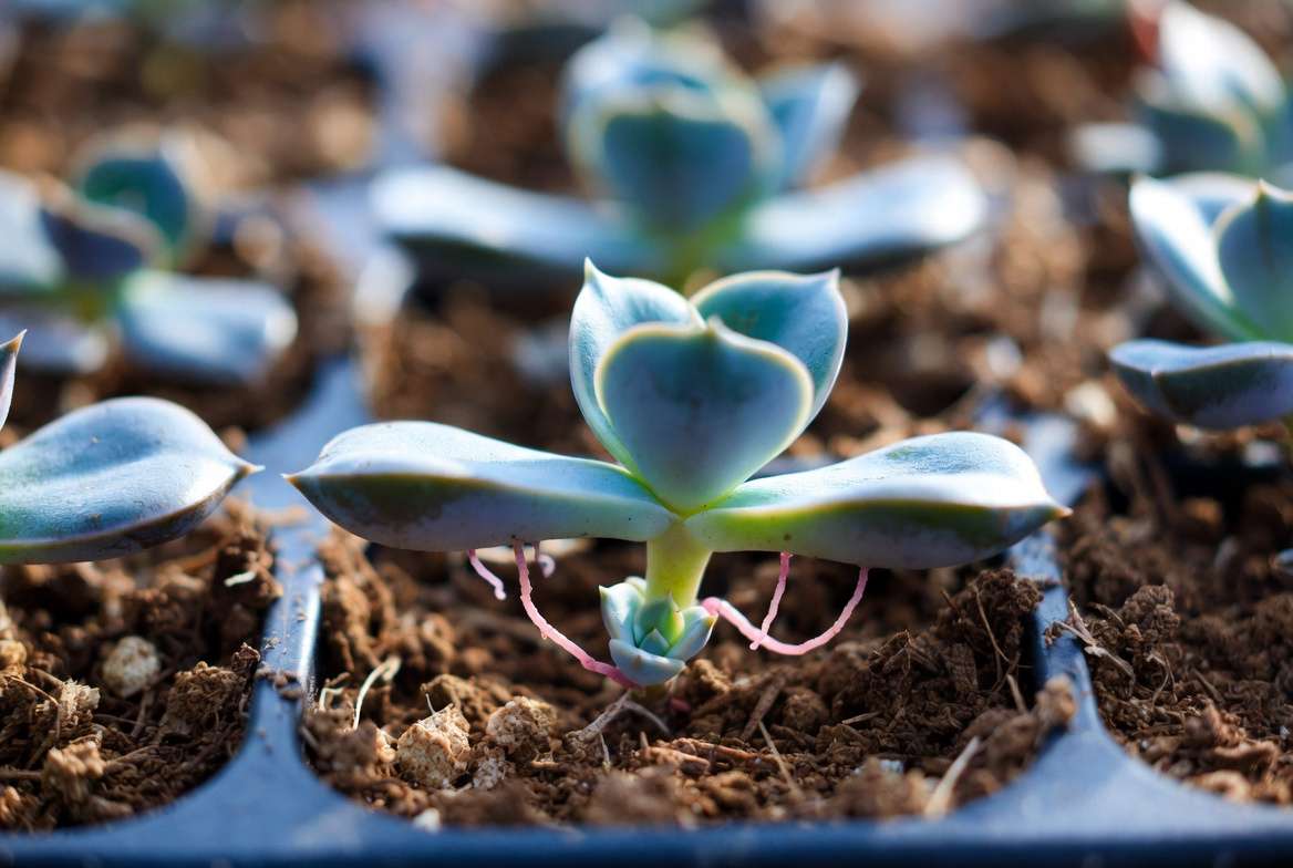 Echeveria leaf propagation showing new roots and a tiny plant pup emerging.