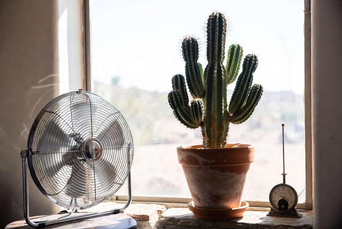 Photo of a healthy cactus on a sunny windowsill with a fan providing optimal air circulation to prevent fungus.