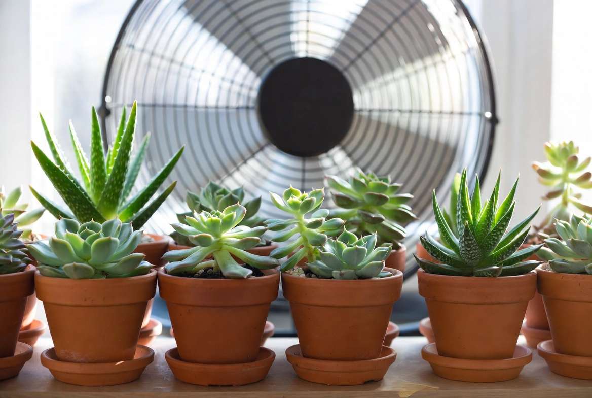 A healthy, pristine collection of diverse succulents in a bright, airy window sill with a small oscillating fan.