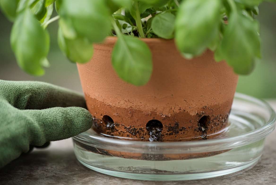 A close-up view demonstrating the bottom watering technique for basil in a terracotta pot sitting in a shallow tray of water.