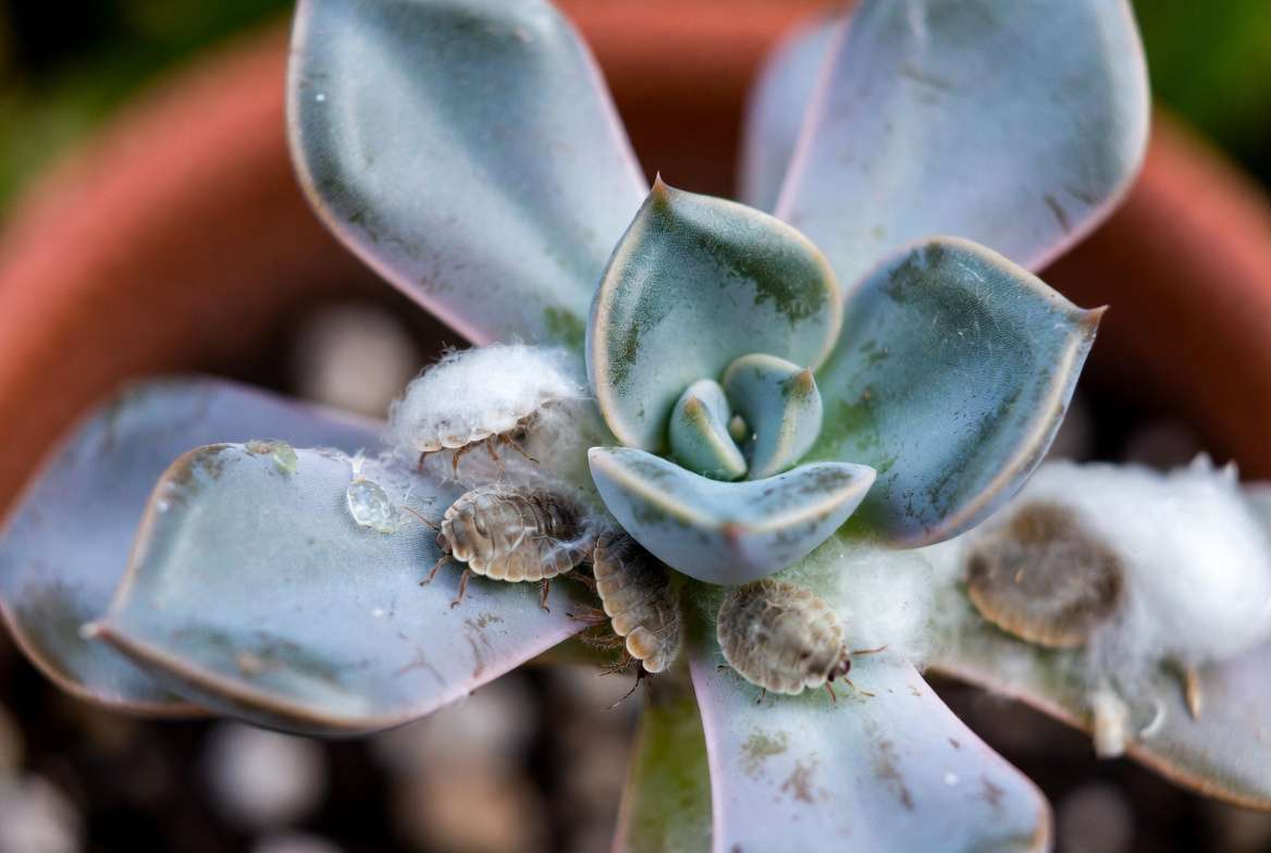 Macro close-up photograph identifying a mealybug infestation within the leaf crevices of an Echeveria succulent rosette.