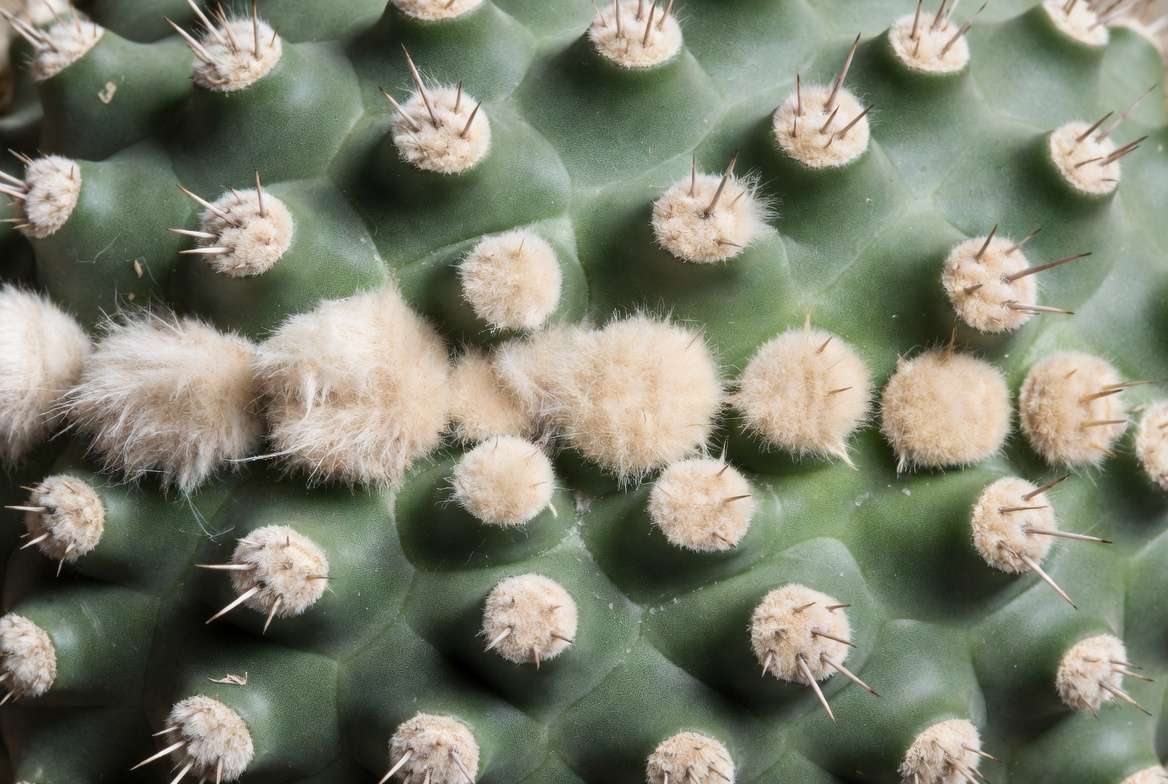 Detailed close-up photo showing perfectly healthy and natural white woolly areoles on a cactus.