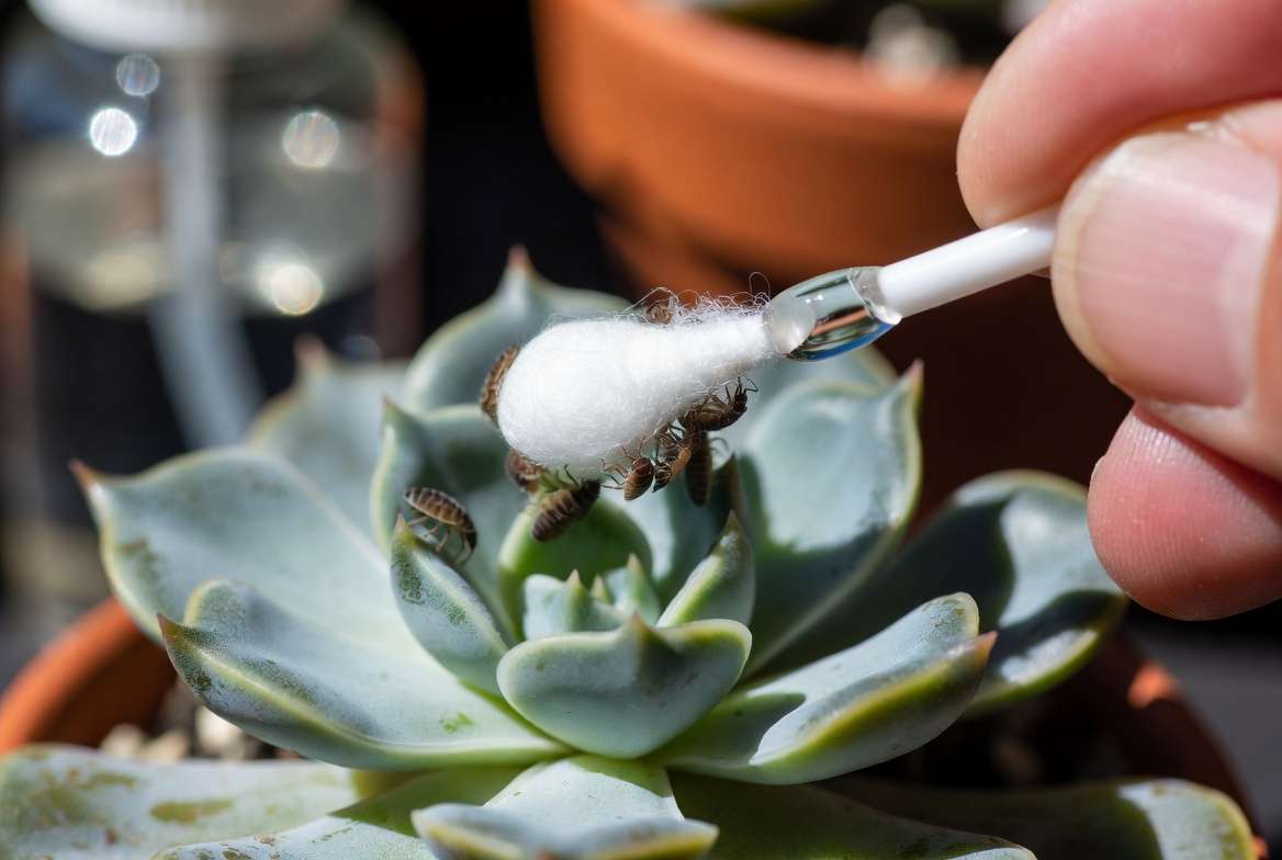Detailed macro shot of a hand using a Q-tip to remove mealybugs from a succulent's tight rosettes.
