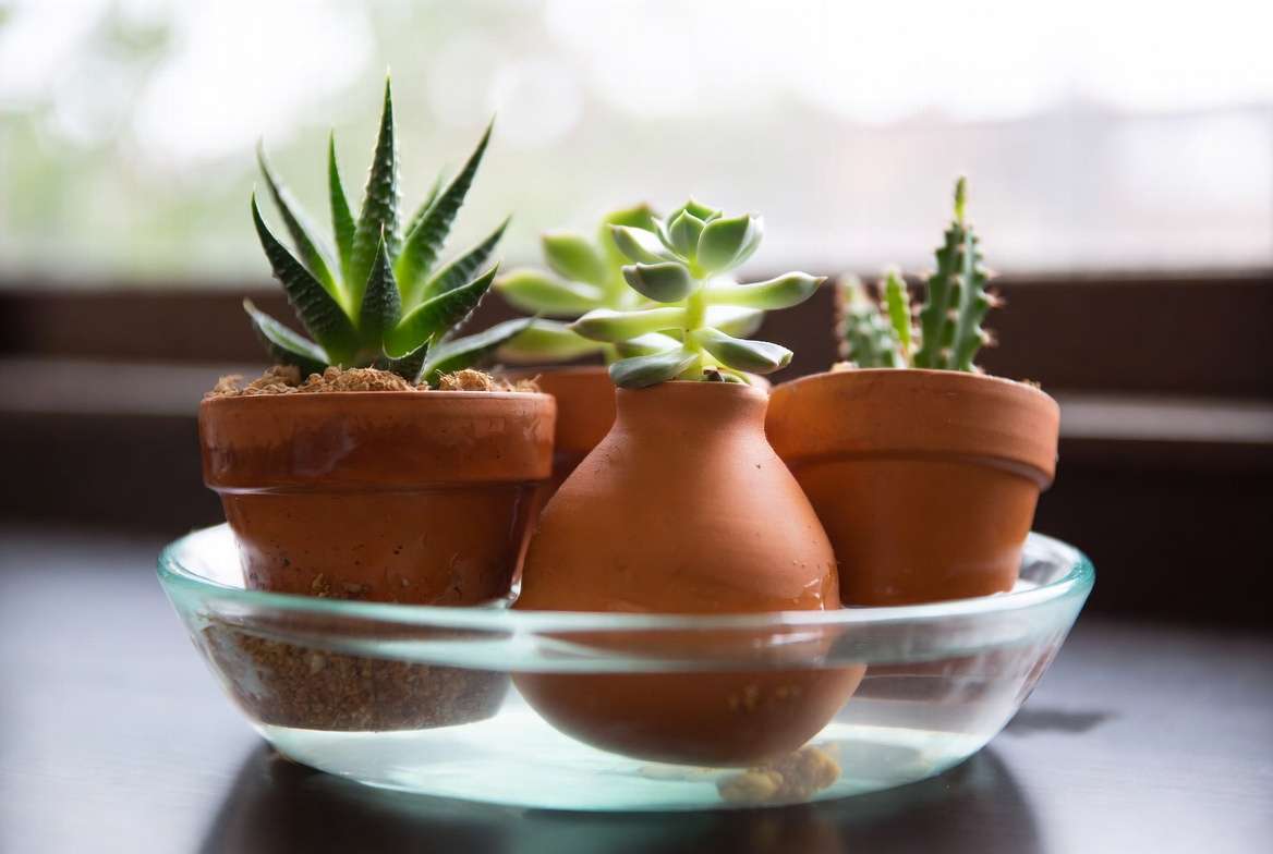 Perfecting Your Watering Technique