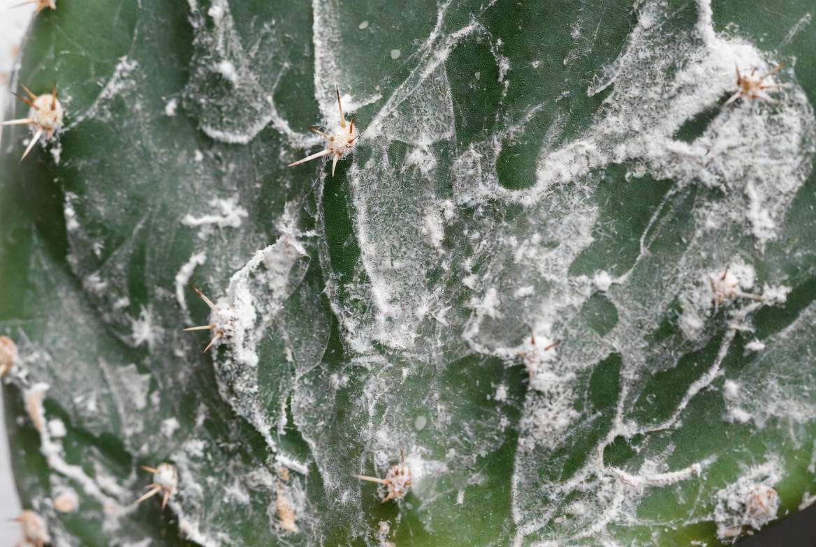 Close-up photo of powdery mildew on cactus, illustrating the fine white dusty fungal growth across the plantโs green surface.