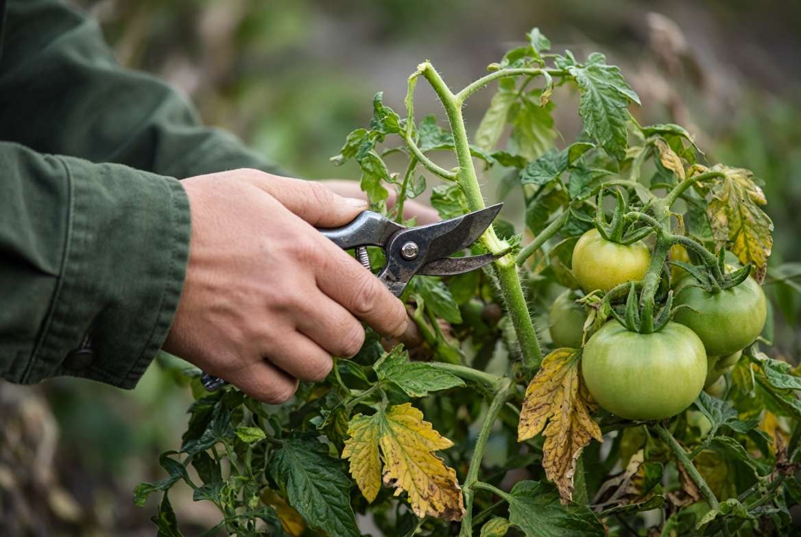 Gardner using shears to top a tomato plant, illustrative of aggressive late-season energy redirection.