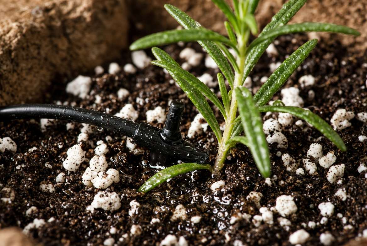 Close-up of a micro-drip irrigation emitter watering a rosemary seedling in lightweight potting mix inside a vertical planter.