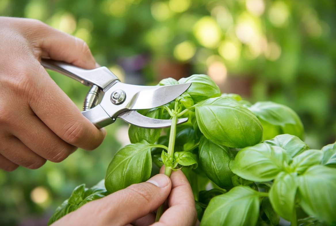 Close-up of a gardener using clean pruning shears to properly harvest fresh basil just above a leaf node in a sunny garden.