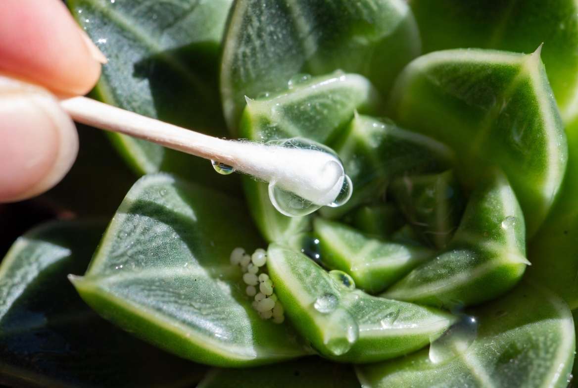 Detailed macro photo of a hand using an alcohol-dipped cotton swab to treat mealybugs on a Haworthia succulent rosette.