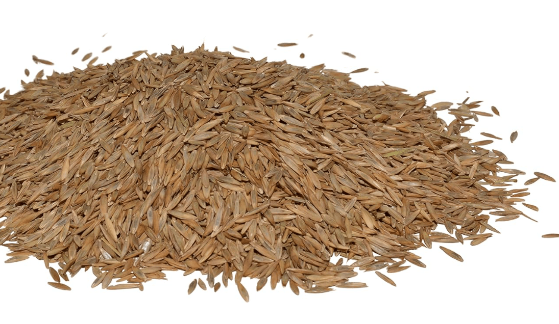 
Hancock Seed Co. Turf Type Tall Fescue Grass Seed, High Wear & Drought Tolerant Turf, Lush Green Lawn