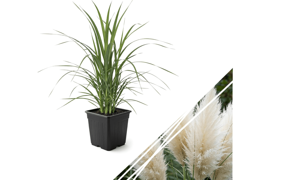 Live Ornamental Pampas Grass (Cortaderia selloana) - White - Perennial Accent Plant - 10" Tall by 5" Wide in 1.5 Qt Pot