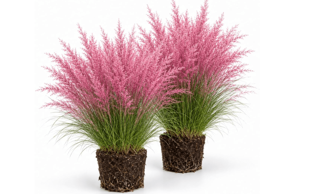 2 Pink Muhly Grass Live Plants, Well-Rooted Grass Plant, 4-7 Inch Tall | Full Sun, Well-Drained Soil, USDA Zones 5-10, Pink Fall Plumes, Garden Borders